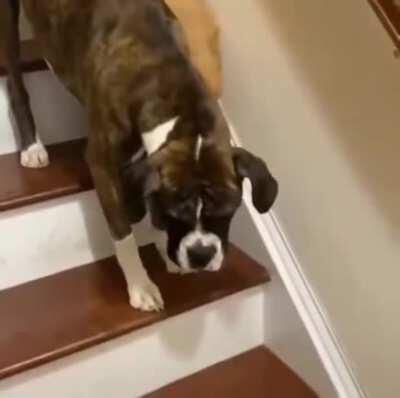 This dog gently supports its blind friend down the staircase, step by step. Amazing!