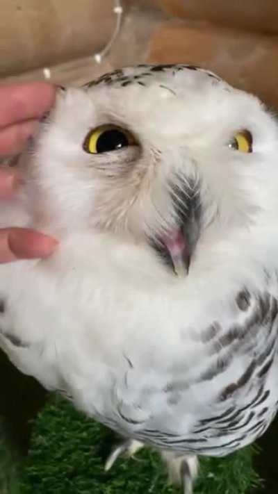 I find owls adorable and terrifying at the same time