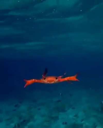 A little swimming crab using its paddle-like hind legs to move through the ocean looks like drowning but seems to be working