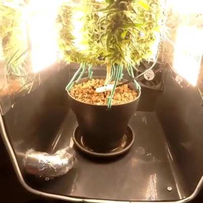 microgrowery