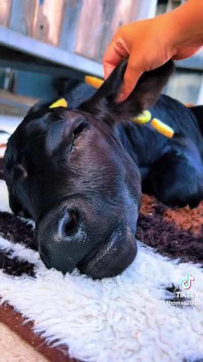 Calf gets a relaxing spa treatment 