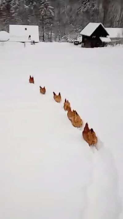 Chicken trail through snow