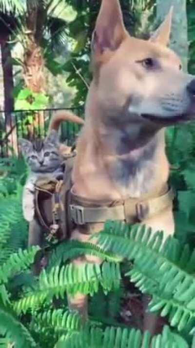 Canine Rambo protects his precious and adorable pack.