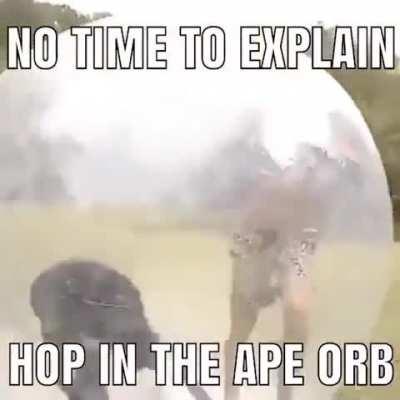 hoping into the ape orb 🦧