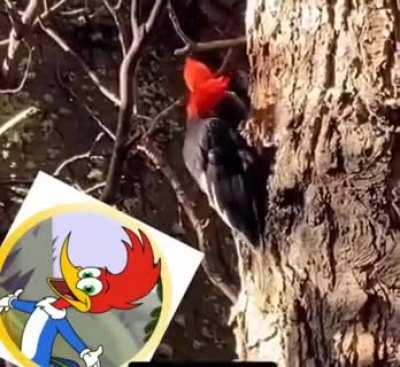 A Woodpecker Laugh