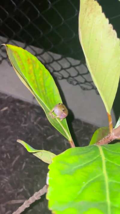 frogs