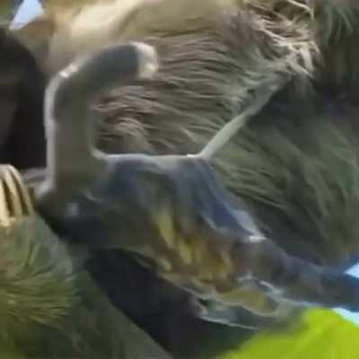 Bungee cord, rare video of sloth giving birth in a tree