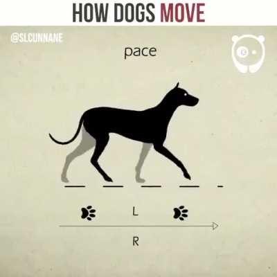 This neat demonstration of different canine gaits