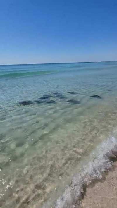 The way these sting rays riding a wave all turn in unison