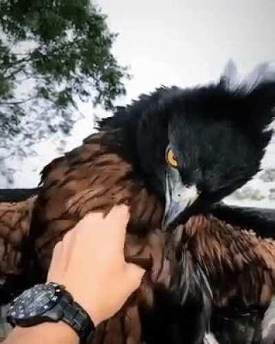 🔥 The Black-and-chestnut eagle is a beast