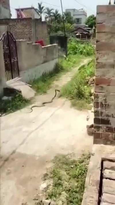 Snake carries the slipper away after being attacked with it. 😮