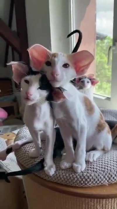 These cats with huge ears.