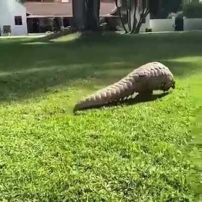 Pangolins are bipedal and walk on their hind legs .