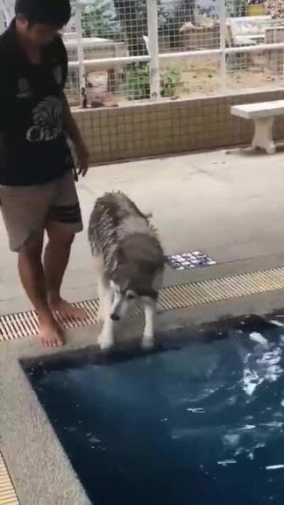 Husky getting nervous at his first swimming lesson.