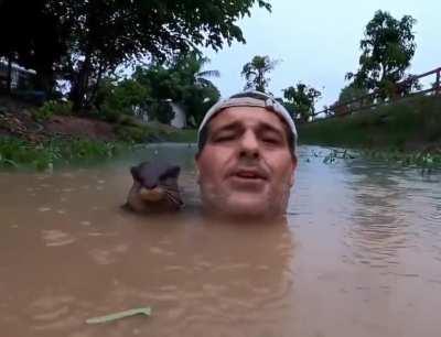 Man greeted by Otter Pup in the water