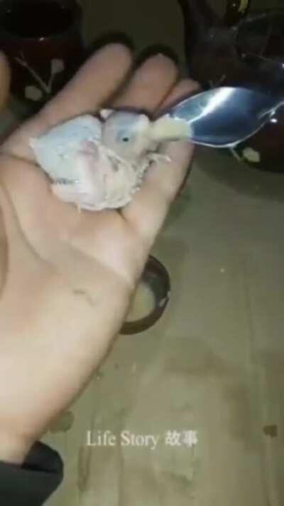 Man raises baby parrot after its mother died.