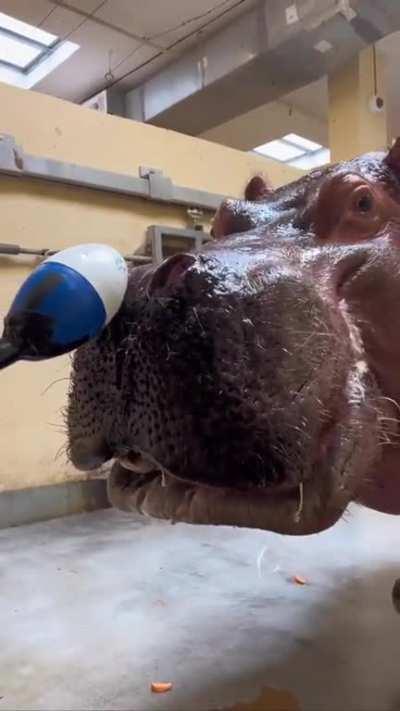 A hippo up close and personal 