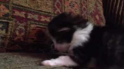 two week old kitten roar