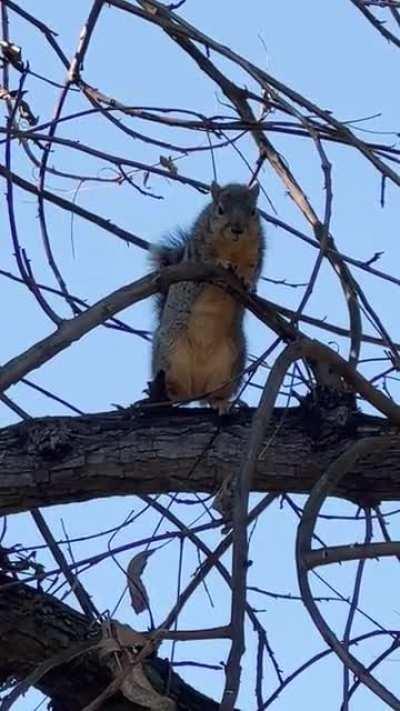 Dog meet squirrel, squirrel meet dog