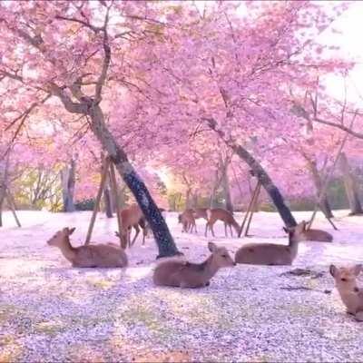 A Herd Of Deer Relaxing By Cherry Blossom Trees In Nara, Japan