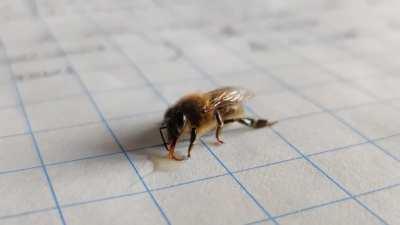 A bee crawled on my desk and couldn't fly anymore, so I fed it some honey