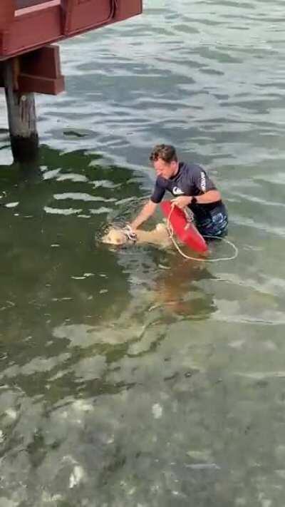 Shiba’s first swim