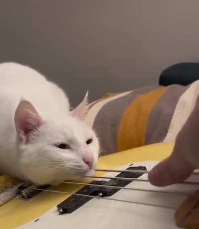 Deaf Kitty Enjoying The Vibrations From Guitar Strings