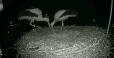 This is how a stork couple celebrates their first egg.