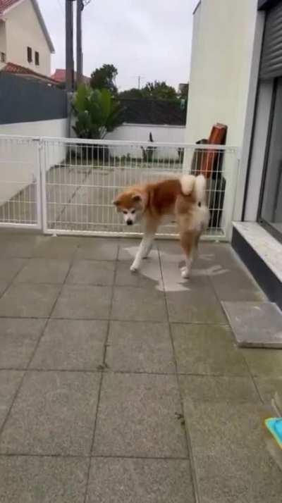 Dog naps through rain leaving outline on pavement