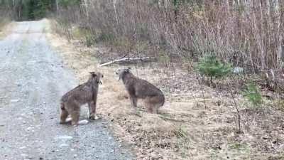 Two Lynx in Ontario Have Intense Conversation