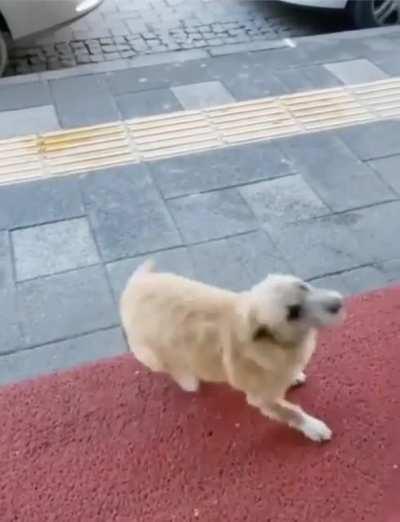 This Turkish butcher looks after stray dogs that visit his shop