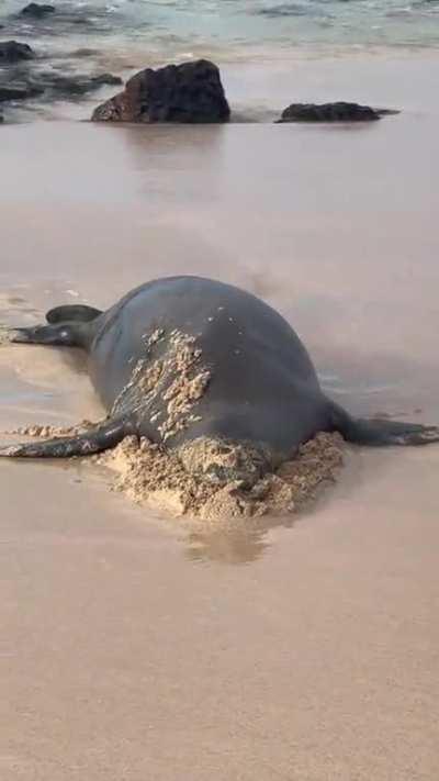 eXhAUstEd SEaL pAssES oUT ON BeAch aNd iS leFt aLoNe tO DiE iN PAiN