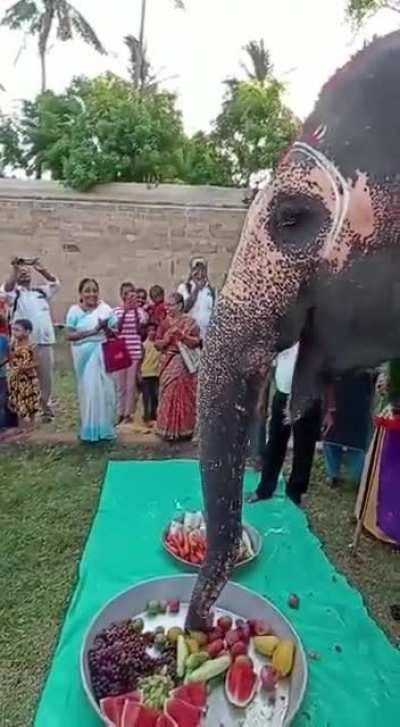 In India we celebrate our elephant's birthday