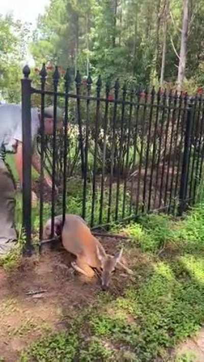 Family friend rescuing a deer trapped in his fence