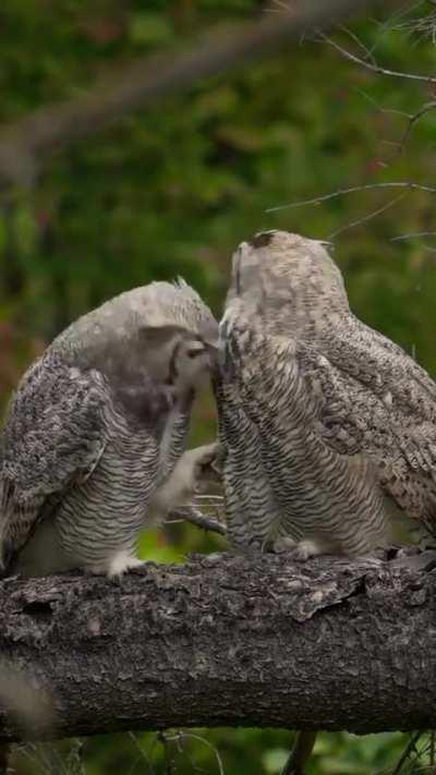 Owl romance is very similar to ours