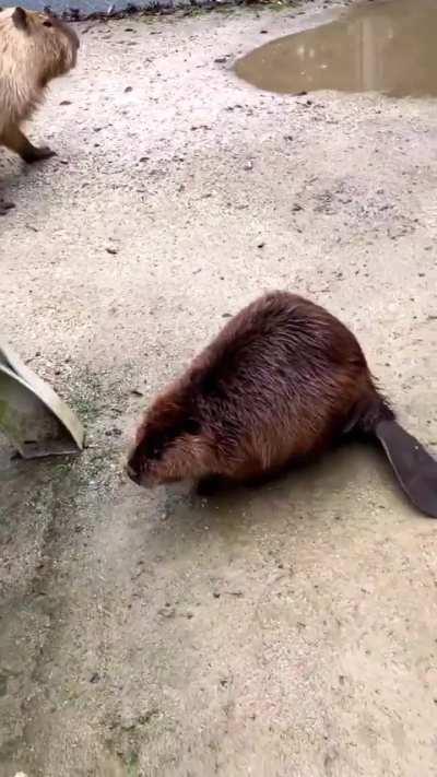 🔥Capybara step on a beavers tail. 