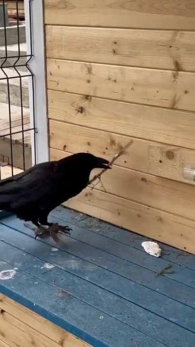 A raven using a stick to unclog a tube