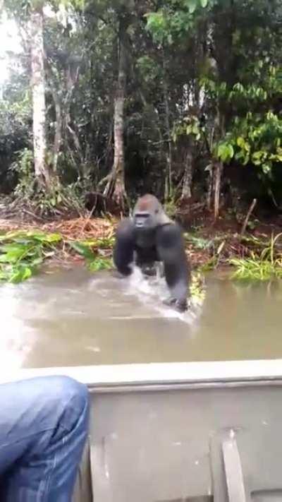 Monkey prank