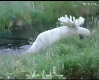 Rare albino moose