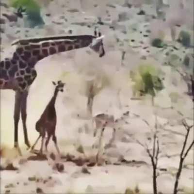 A mother giraffe saving her calf from a pride of lions