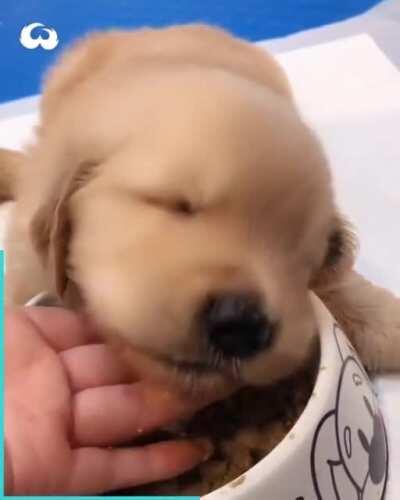 Exhausted puppy trying to eat