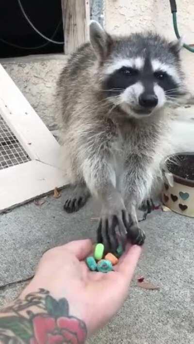 Olive the Raccoon snacking on some Froot Loops