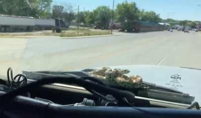 This snake just chilling on this car’s windshield.