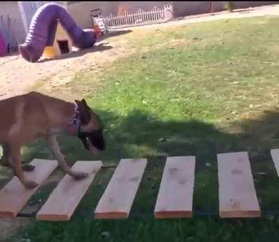 This doggy assualt course. 