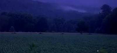 🔥 Fireflies lighting up a rural Pennsylvania field