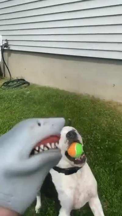 Shark Puppet Gets Eaten By A Dog...