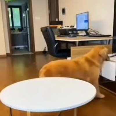 Doggy outsmarts owner