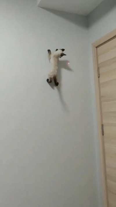 Cat has the ability to climb walls!