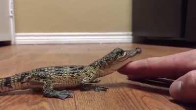 This is what a baby crocodile sounds like