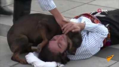 Stray dogs interrupts a street performance thinks the man was wounded.